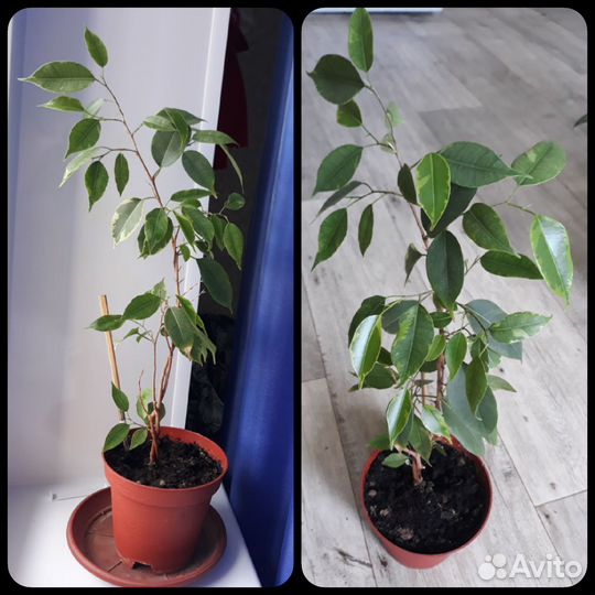 Продаю комнатные цветы