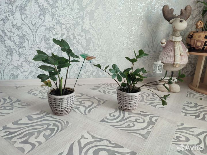 Замиокулькас. Долларовое дерево