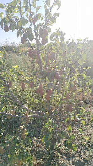 Участок 50 сот. (ИЖС)