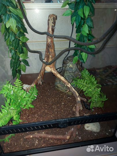 Террариум для рептилий