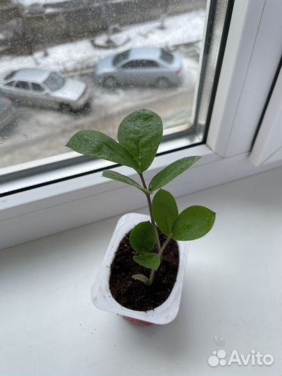 Замиокулькас