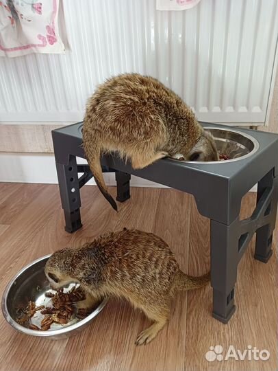 Кормовые насекомые (заморозка)