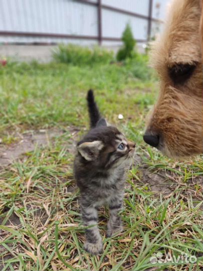 Котята