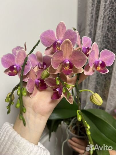 Орхидея фаленопсис мультифлора