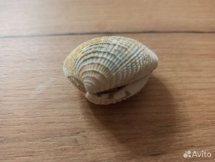 Морская раковина