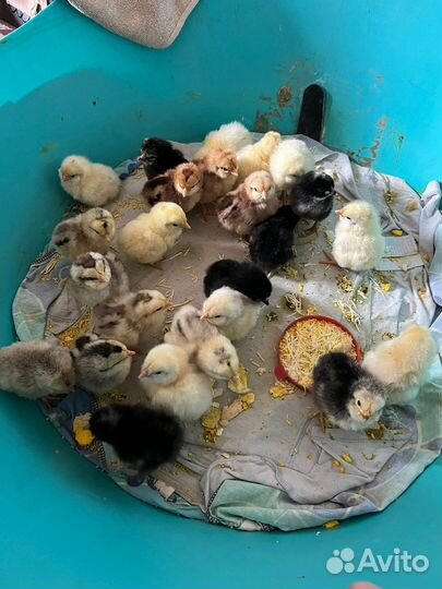 Цыплята легбар