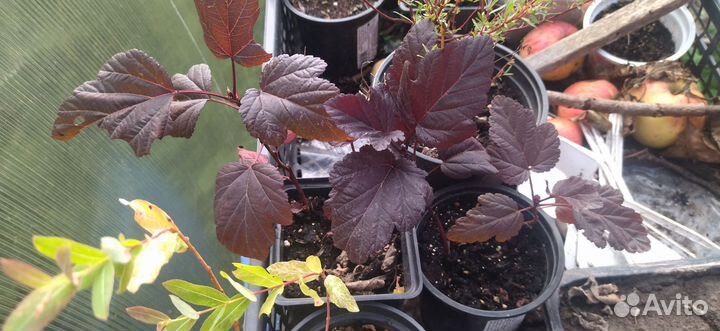 Цветы и кустарники садовые