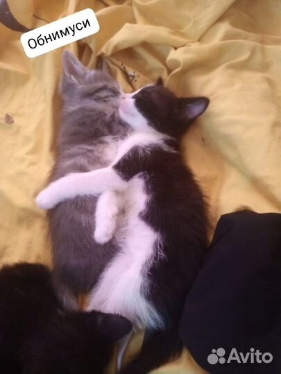 Отдам в добрые руки