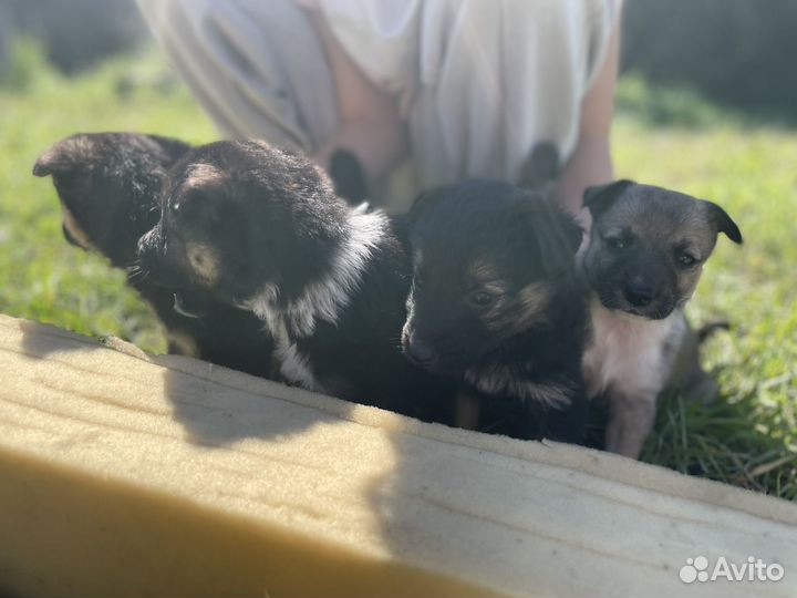 Отдам бесплатно