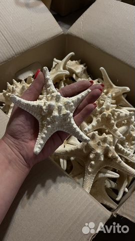 Морская звезда