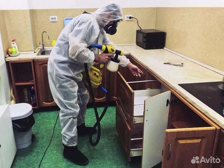 Уничтожение тараканов и клопов