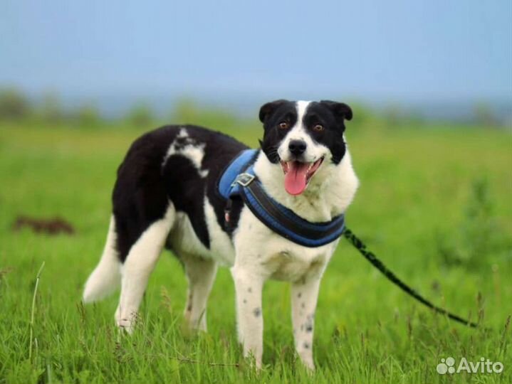 Тим из приюта