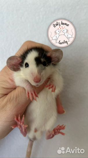 Крысята Дамбо.Клетки.Крысы