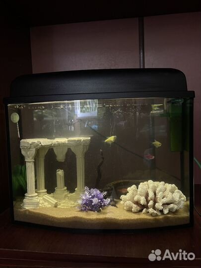 Аквариум