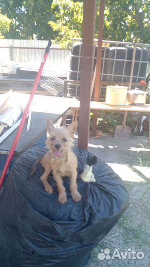 Йоркширский терьер мини