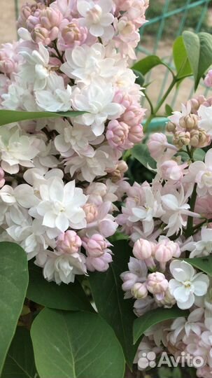 Сирень Красавица Москвы