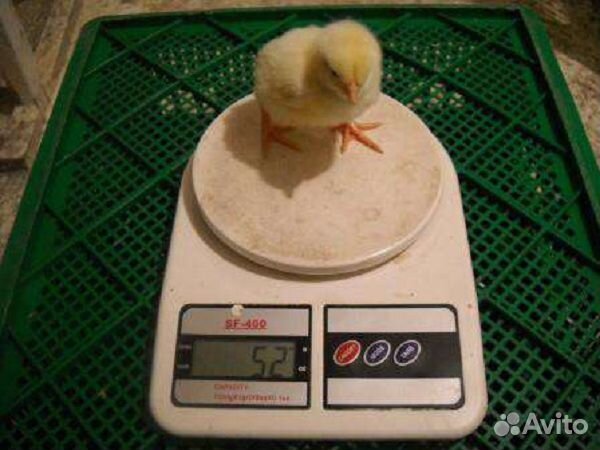 Цыплята.Инкубатор.Доставка весь Крым