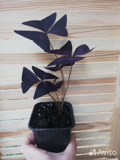 Оксалис(кислица, бабочки)