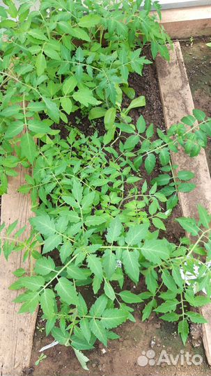 Томаты,ромашки