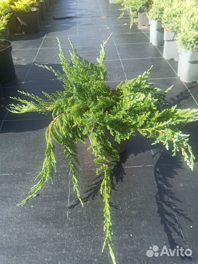 Можжевельник Блю Чип С3