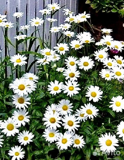 Ромашка саженец растение многолетник для сада дачи