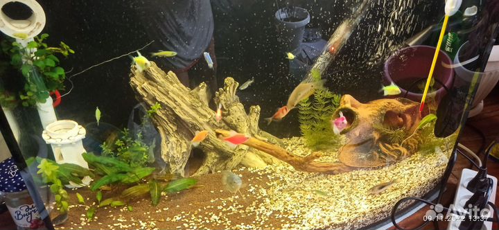 Аквариум на 60 литров