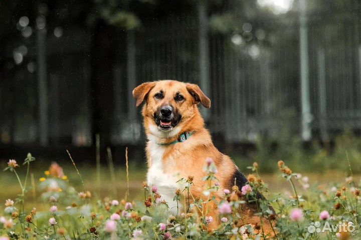 Собака в добрые руки