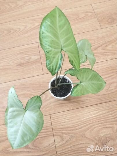 Сингониум Батерфляй