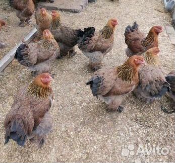 Брама куропатчатая