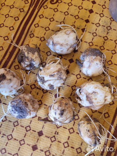 Лилии луковицы,рябчики