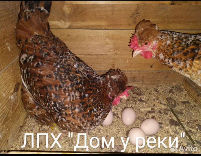 Куры породные