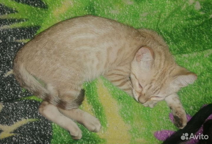 Бенгальская