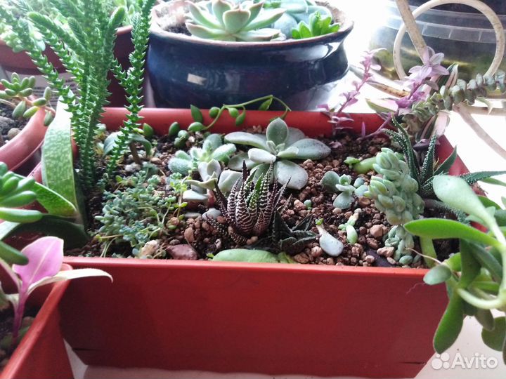 Суккуленты микс. Спатифиллум