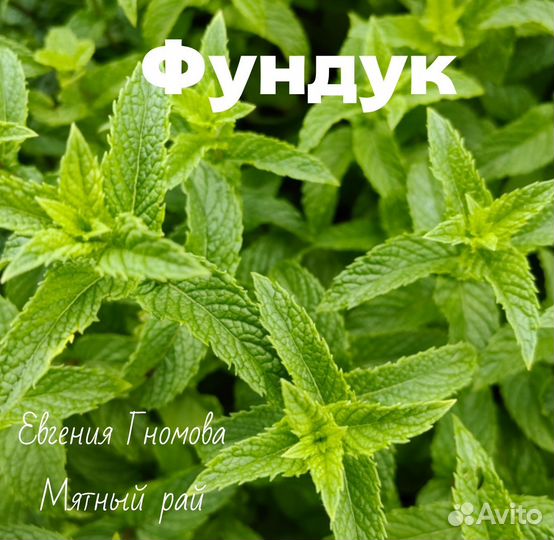 Мята сортовая 70 сортов