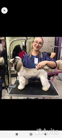 Грумер стрижка собак