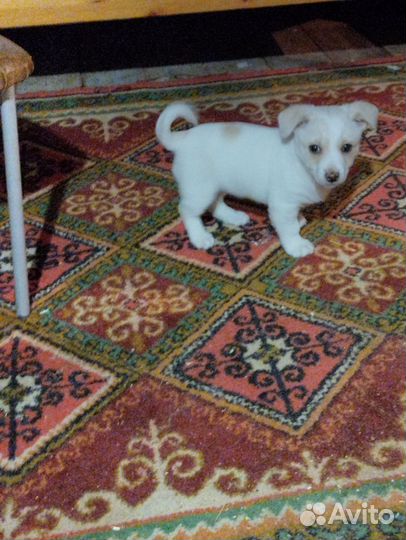 Щенки болонки