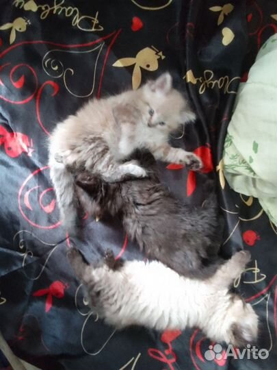 Котята мейнкуна (метисы)