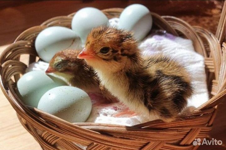 Перепела, яйцо, перепелята