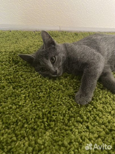 Кошка