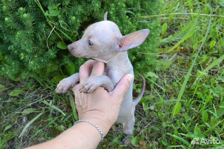 Щенки ксолоитцкуинтли (мексиканская голая собака)