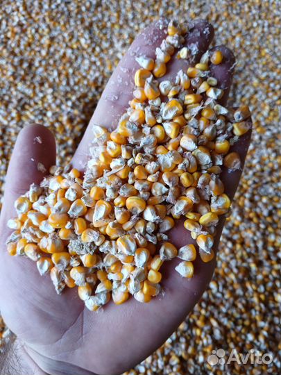 Кукуруза Самосушка