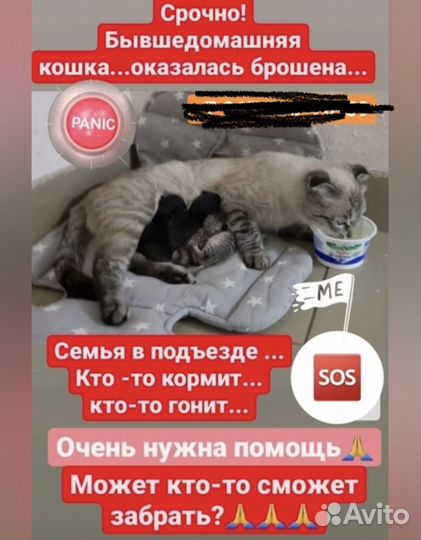 Шотландская кошечка стерильна