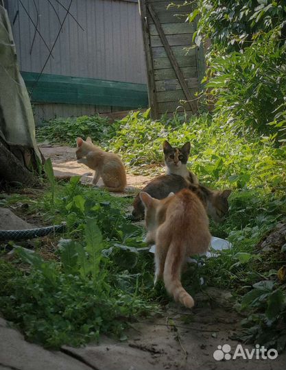 Котята в добрые руки