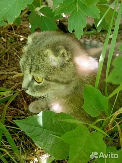 Кошечка в добрые руки