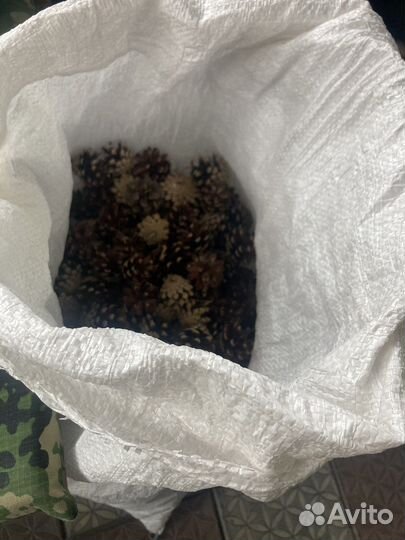 Шишки сосновые