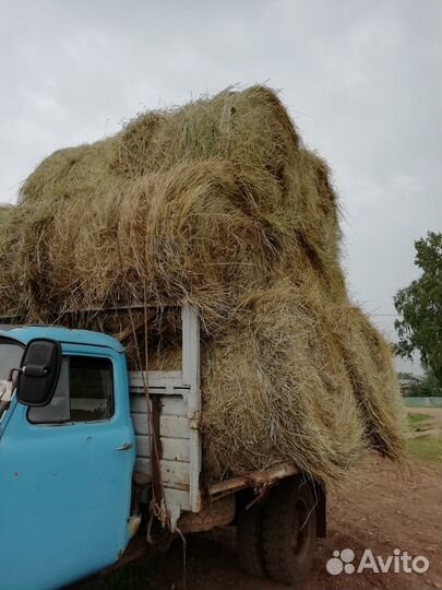 Продам сено в рулонах 250 кг