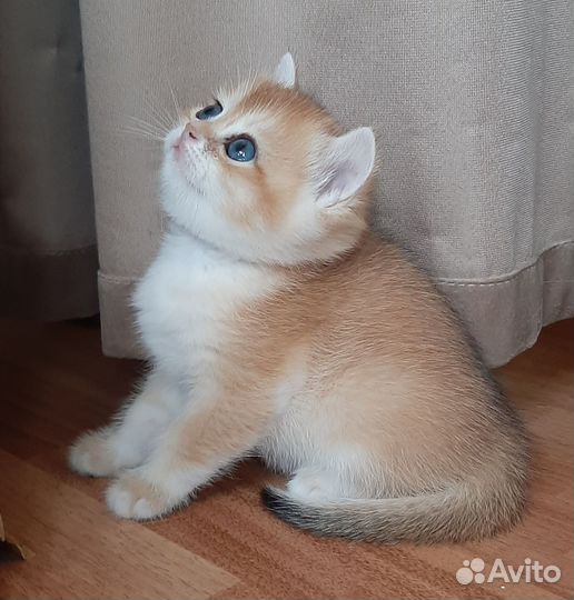 Британские золотые котята ny 12