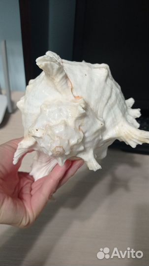 Раковина ракушка большая