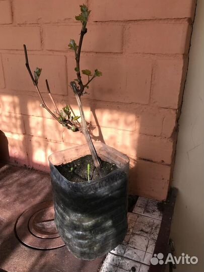 Саженцы винограда