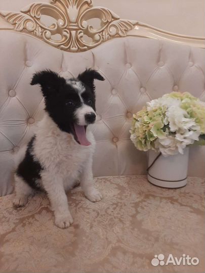 Почти бордер-колли с доставкой и ветпаспортом